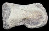 Hadrosaur Toe Bone - Alberta (Disposition #-) #71653-2
